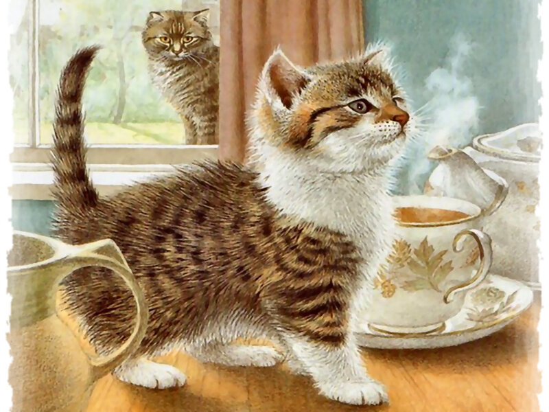 Tabby Kitten on Table