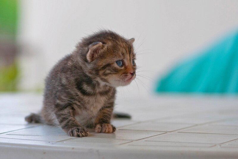 Tabby Kitten on Tile — Brown