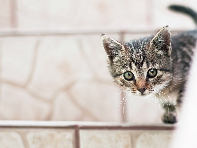 Tabby Kitten on Tile