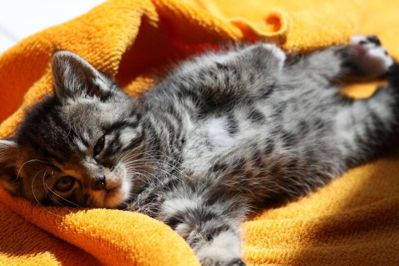 Tabby Kitten on Towel — Orange