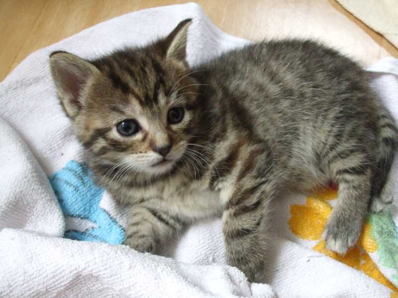 Tabby Kitten on Towel