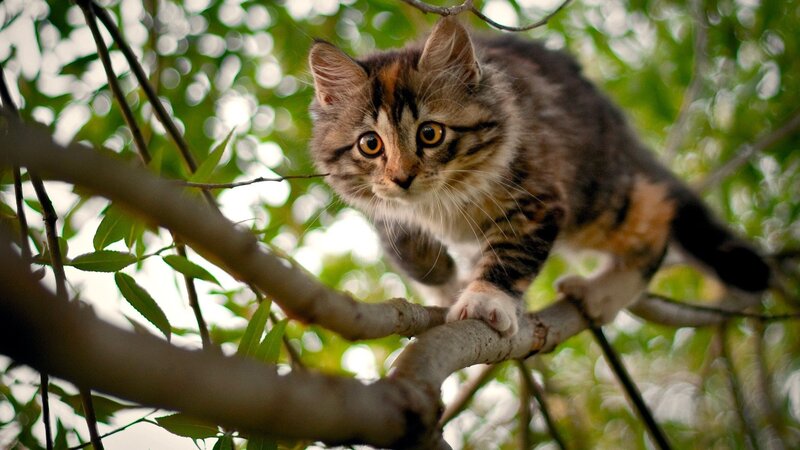 Tabby Kitten on Tree Branch
