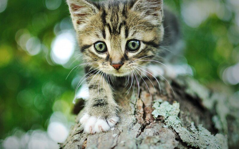 Tabby Kitten on Tree — Brown
