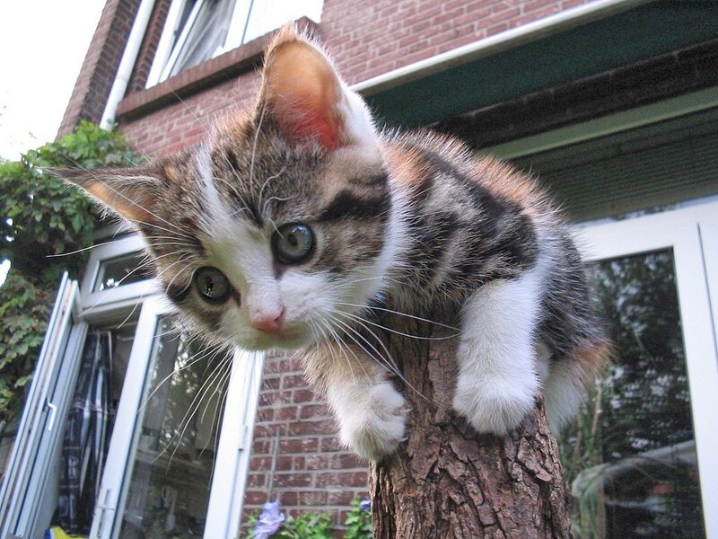 Tabby Kitten on Tree