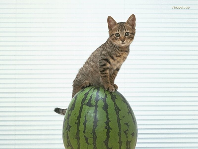 Tabby Kitten on Watermelon