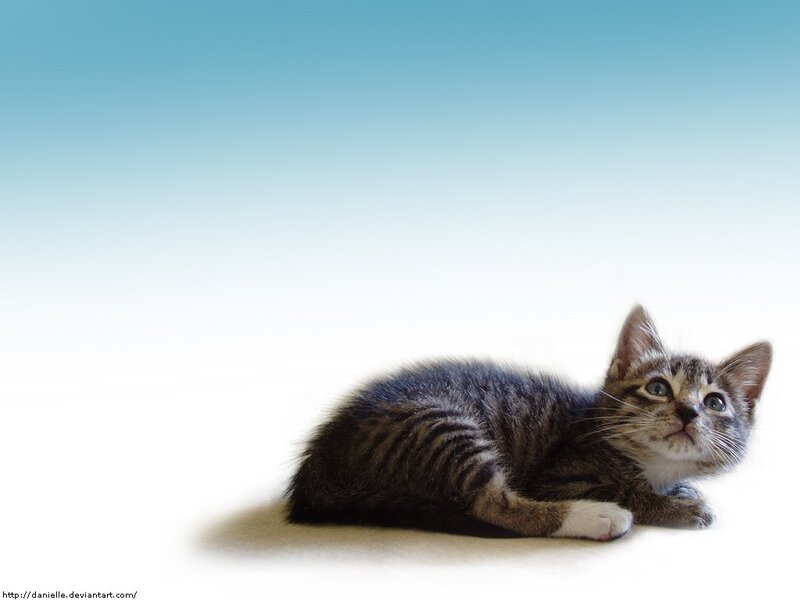 tabby kitten on white