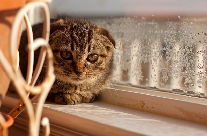 Tabby Kitten on Windowsill — Brown, Calm