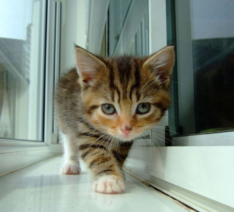 Tabby Kitten on Windowsill — Brown, Curious