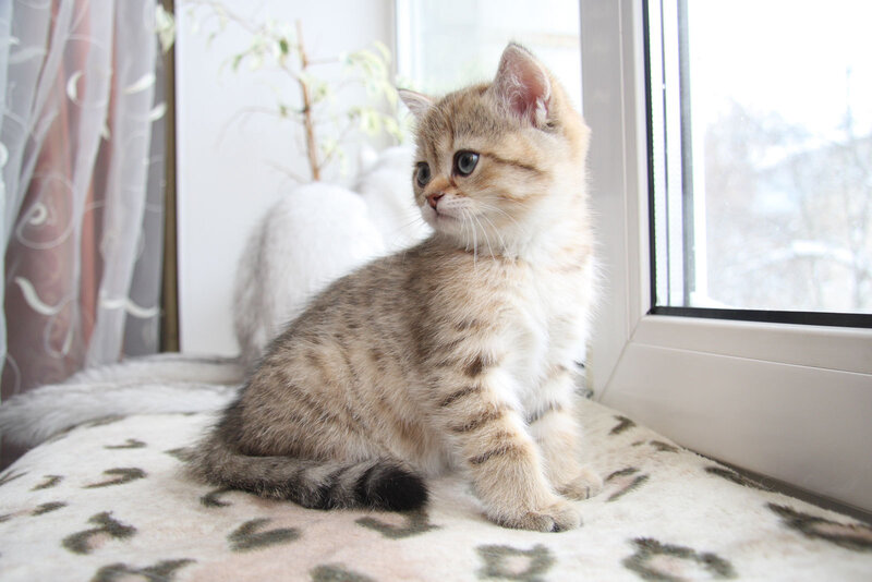 Tabby Kitten on Windowsill — Brown