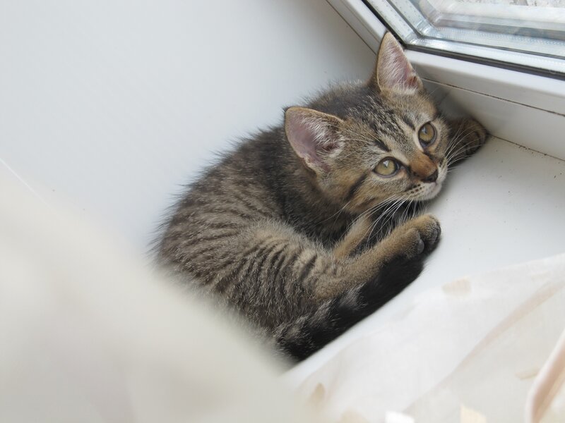 Tabby Kitten on Windowsill — Gray, Calm