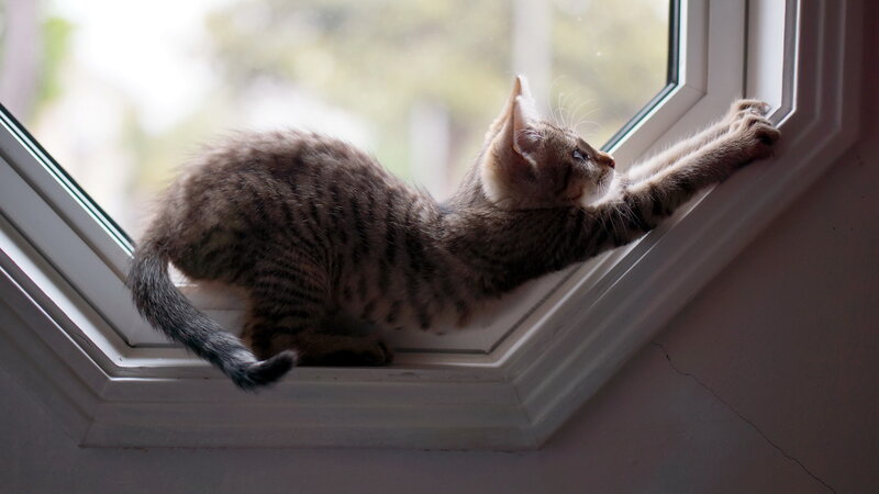 Tabby Kitten on Windowsill — Gray, Curious