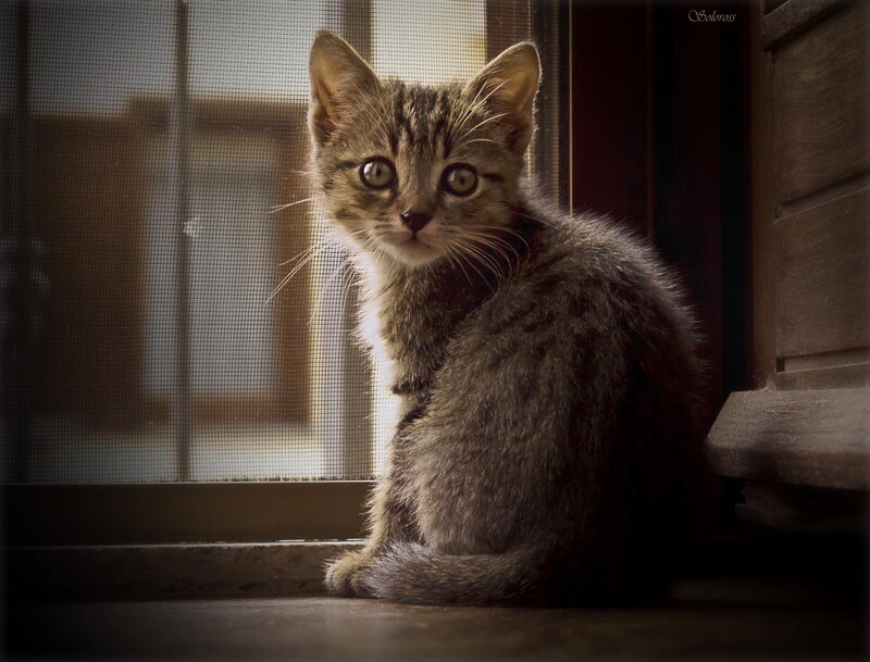 Tabby Kitten on Windowsill — Gray