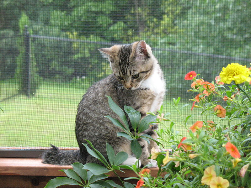 Tabby Kitten on Windowsill — Green