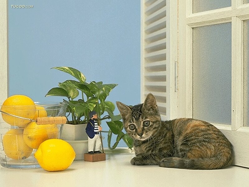 Tabby Kitten on Windowsill