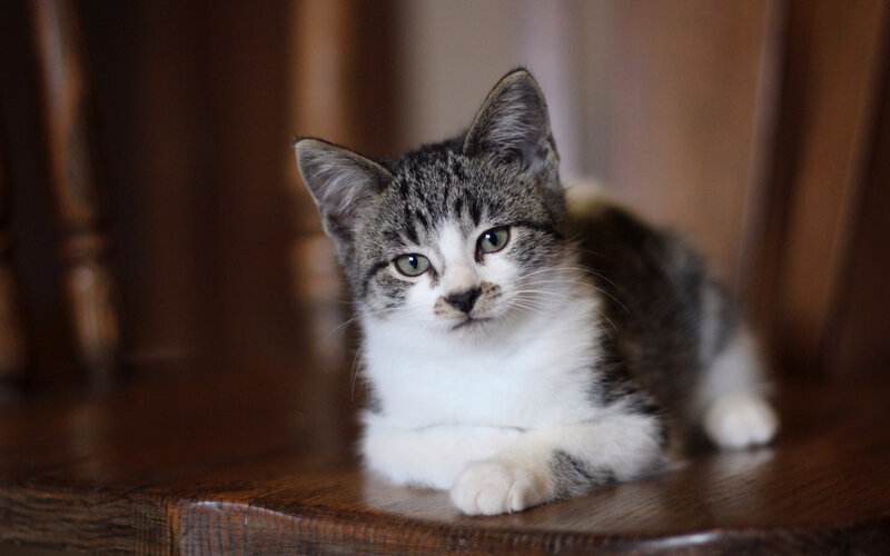 Tabby Kitten on Wood — Brown, Calm, Photograph