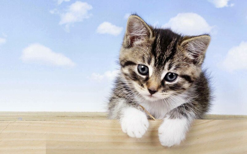 Tabby Kitten on Wood — Brown, Calm