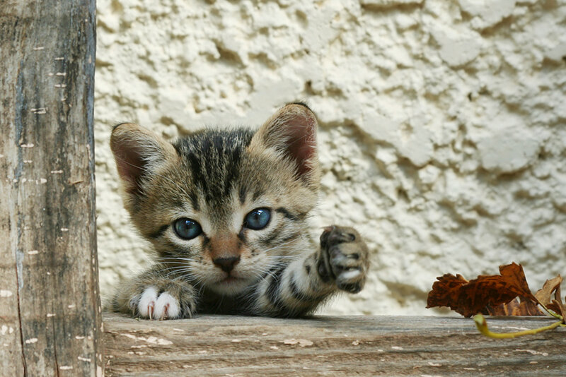 Tabby Kitten on Wood — Brown, Curious, Autumn