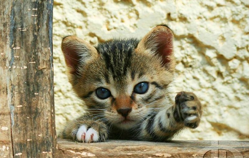 Tabby Kitten on Wood — Brown, Curious, Photograph