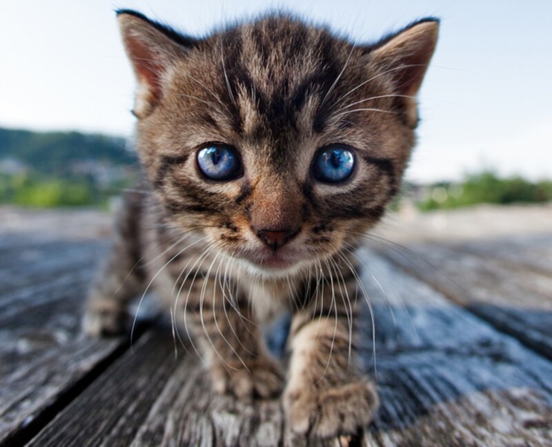 Tabby Kitten on Wood — Brown, Curious