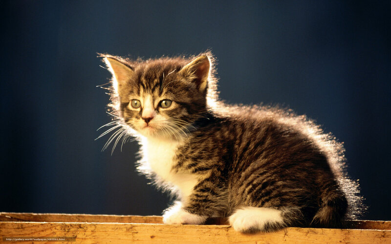 Tabby Kitten on Wood — Brown, Dramatic, Photograph, Dark Background