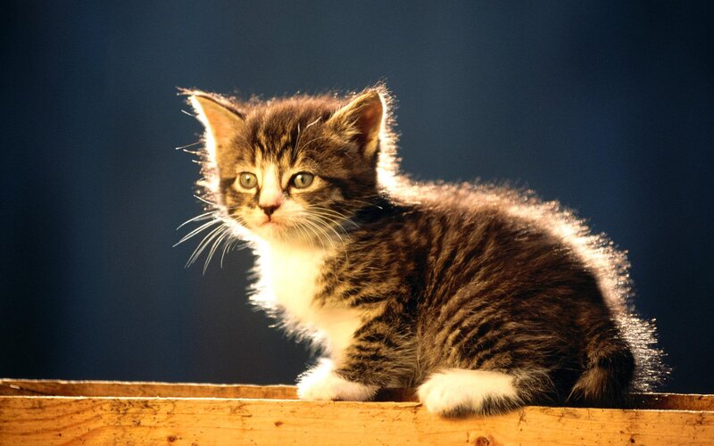 Tabby Kitten on Wood — Brown, Dramatic, Photograph