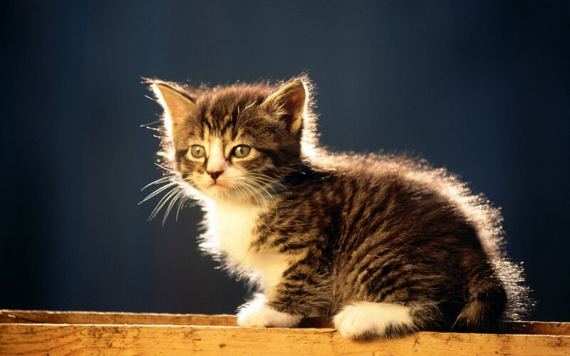 Tabby Kitten on Wood — Brown, Dramatic, Photograph, White