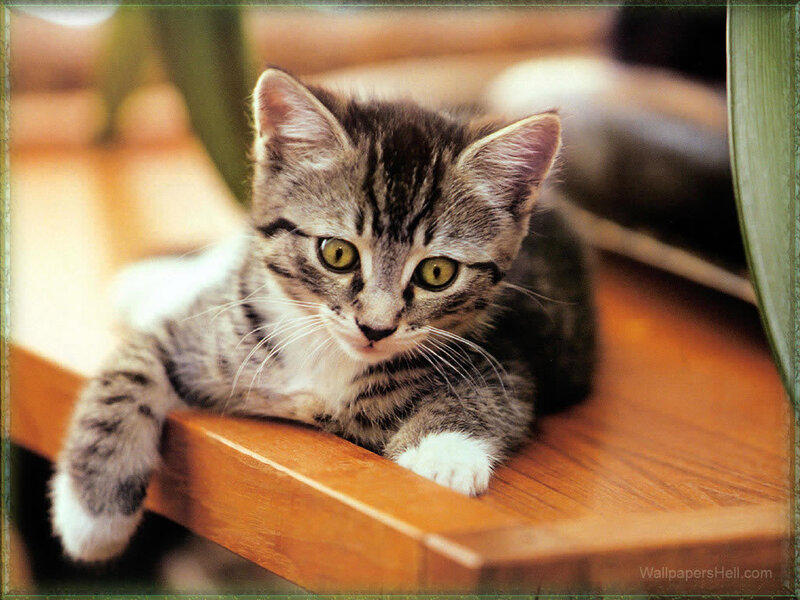 Tabby Kitten on Wood — Brown