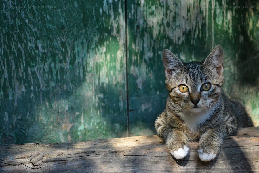 tabby kitten on wooden beam