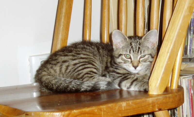 tabby kitten on wooden chair