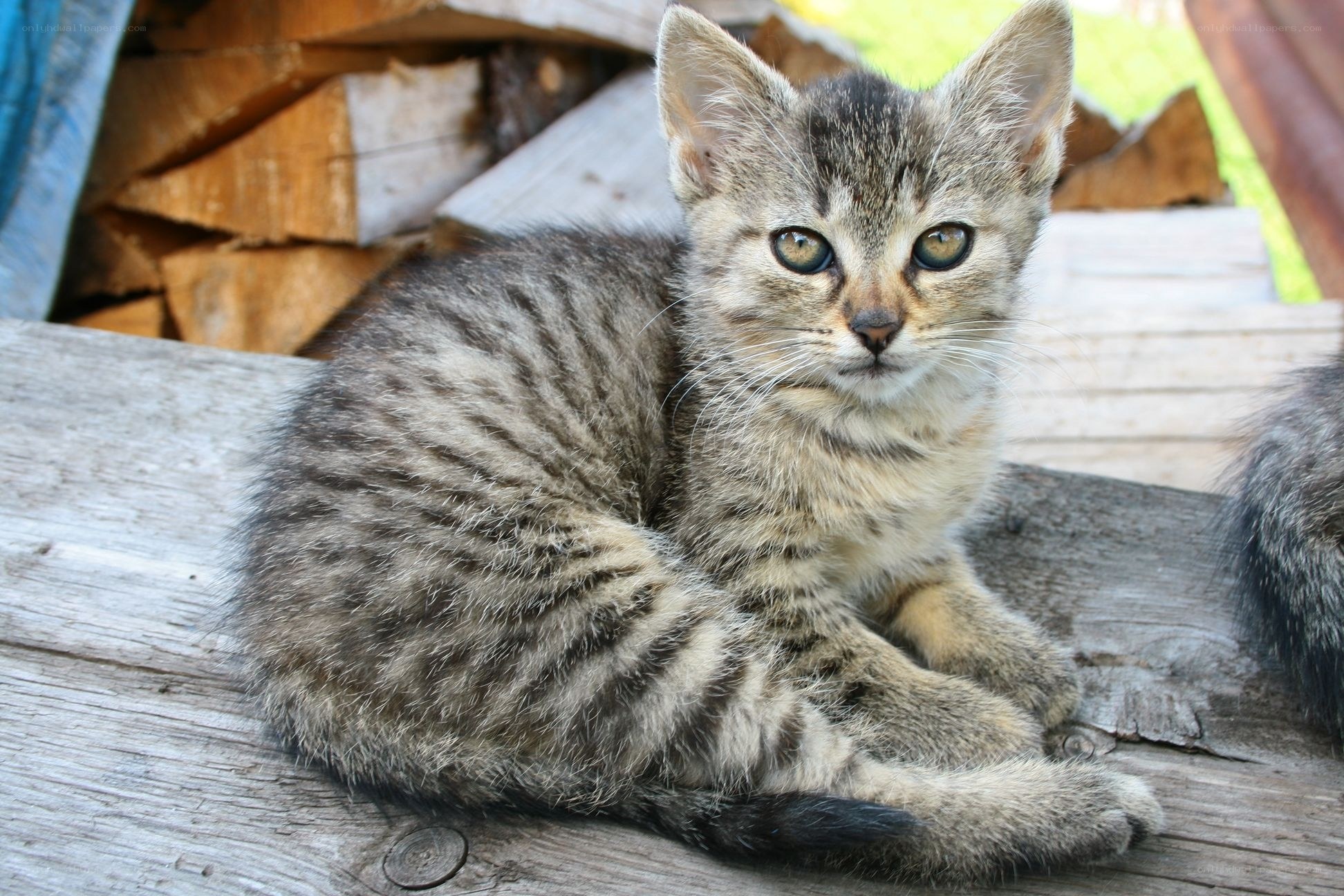 tabby kitten on wooden surface
