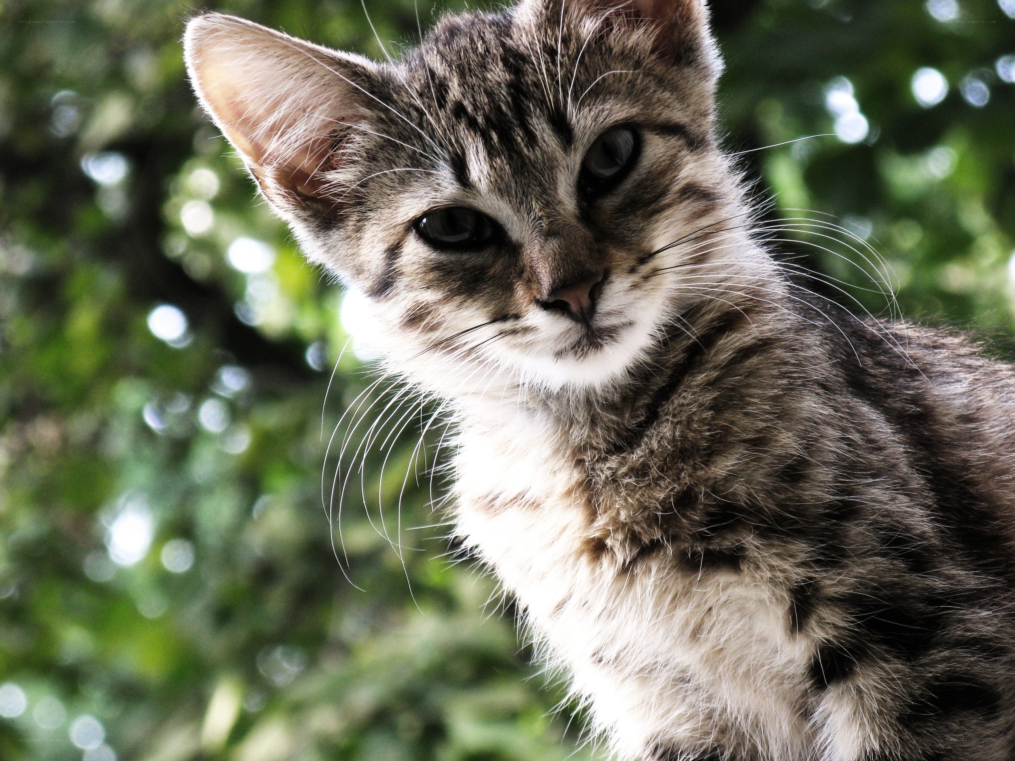 tabby kitten outdoors