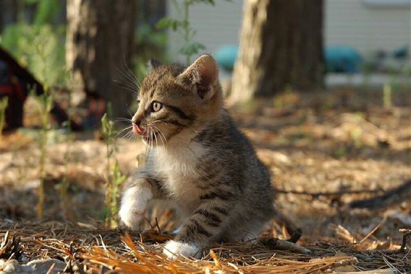Tabby Kitten Outdoors — Brown, Calm, Afternoon