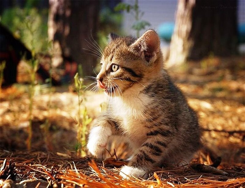 Tabby Kitten Outdoors — Brown, Calm