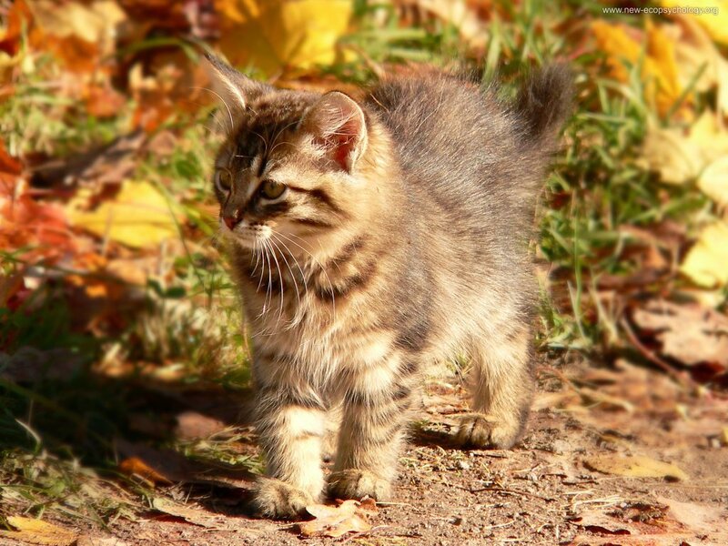Tabby Kitten Outdoors — Brown