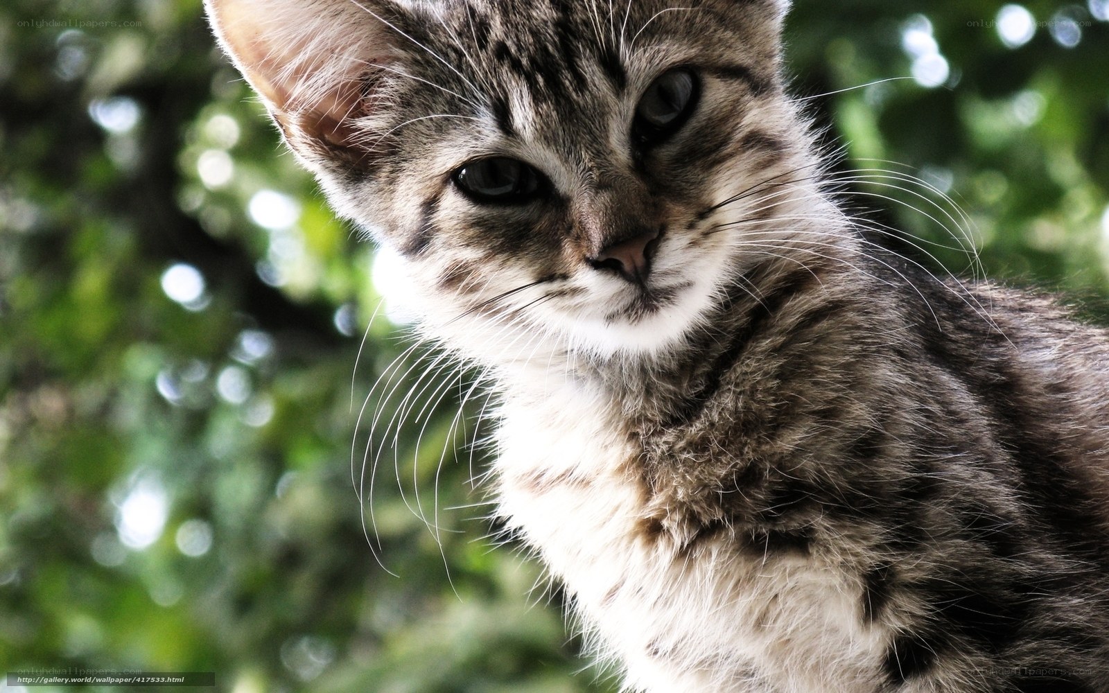 tabby kitten outdoors