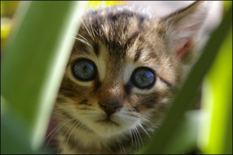 Tabby Kitten Peeking — Brown, Curious, Afternoon