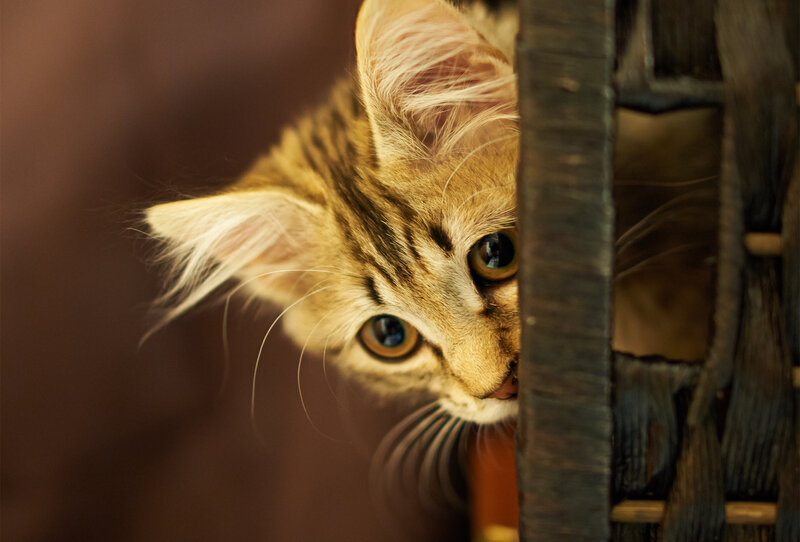 Tabby Kitten Peeking — Brown, Curious, Photograph, Basket