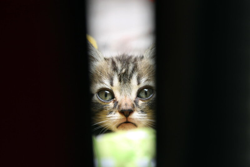 Tabby Kitten Peeking — Brown, Curious, Photograph, Cat, Slats