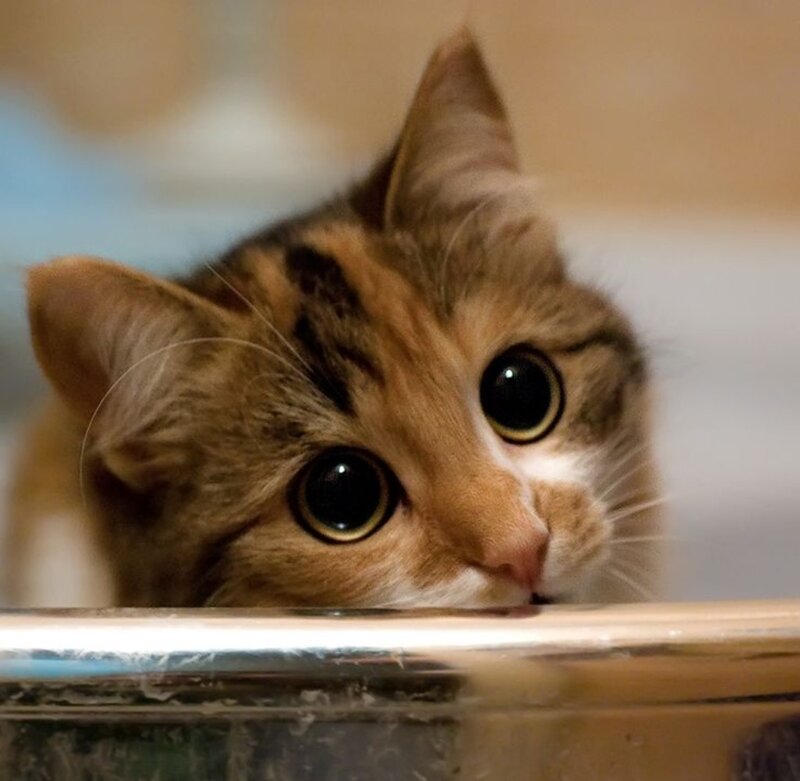 Tabby Kitten Peeking — Brown, Curious, Photograph, Cat