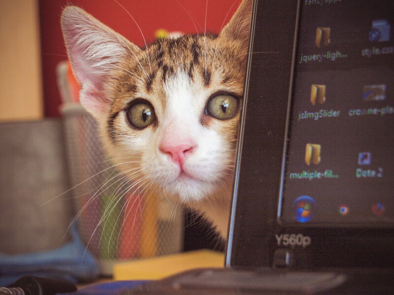 Tabby Kitten Peeking — Brown, Curious, Photograph, Laptop