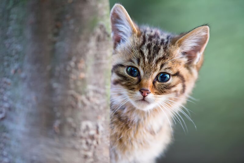 Tabby Kitten Peeking — Brown, Curious, Photograph, Tree Trunk, Green Background