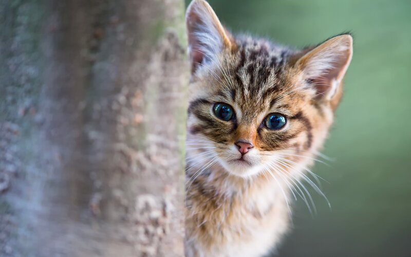 Tabby Kitten Peeking — Brown, Curious, Photograph, Tree Trunk