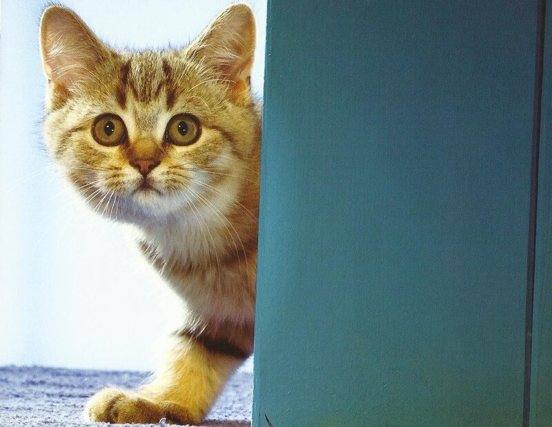 Tabby Kitten Peeking — Brown, Curious, Photograph, Wall