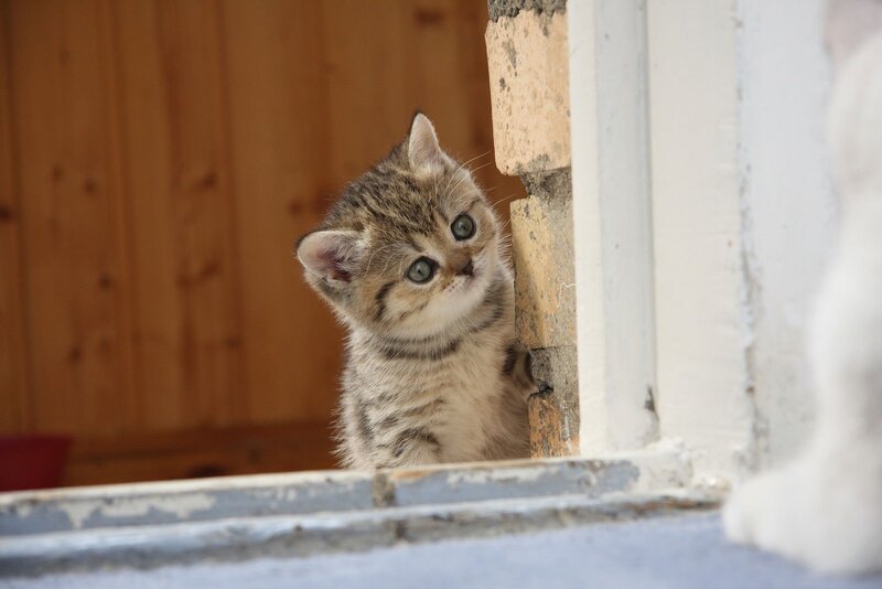 Tabby Kitten Peeking — Brown, Curious, Photograph, Wood Panel