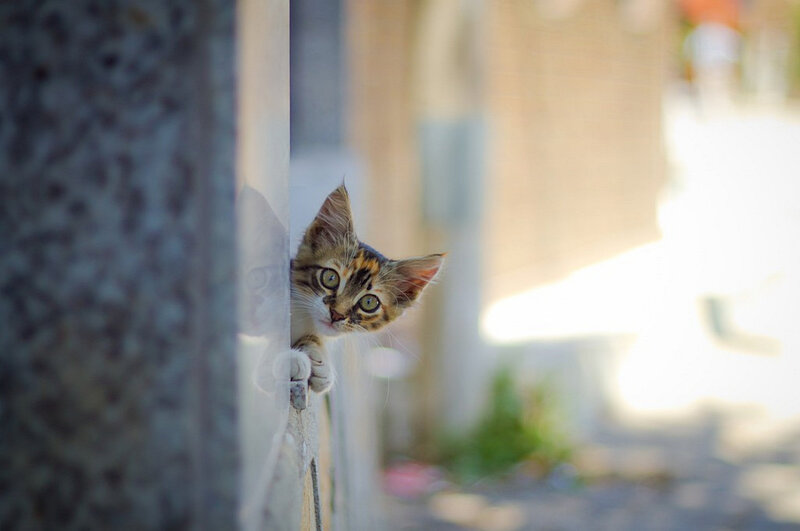 Tabby Kitten Peeking — Brown, Curious