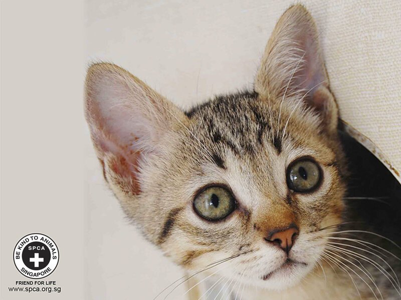 Tabby Kitten Peeking — Brown