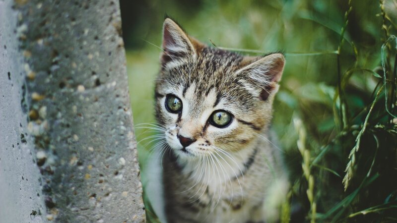 Tabby Kitten Peeking — Green