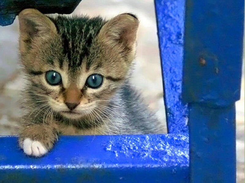 Tabby Kitten Peeking