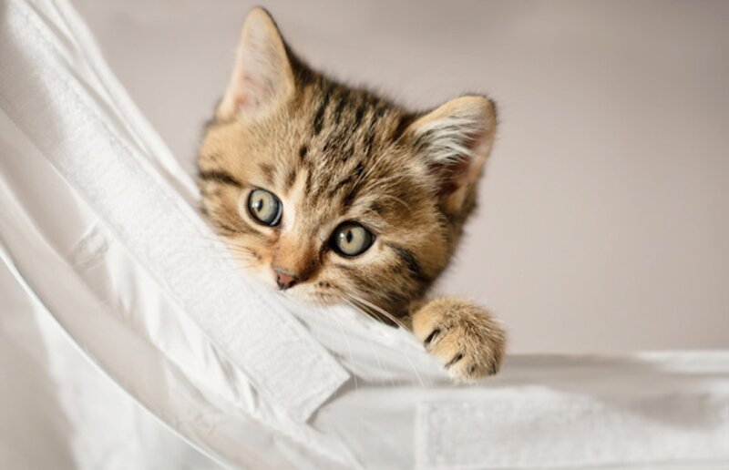 Tabby Kitten Peeking — White