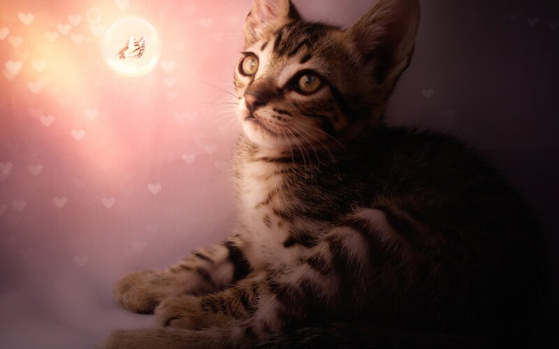 Tabby Kitten — Pink